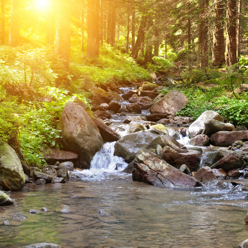 nature