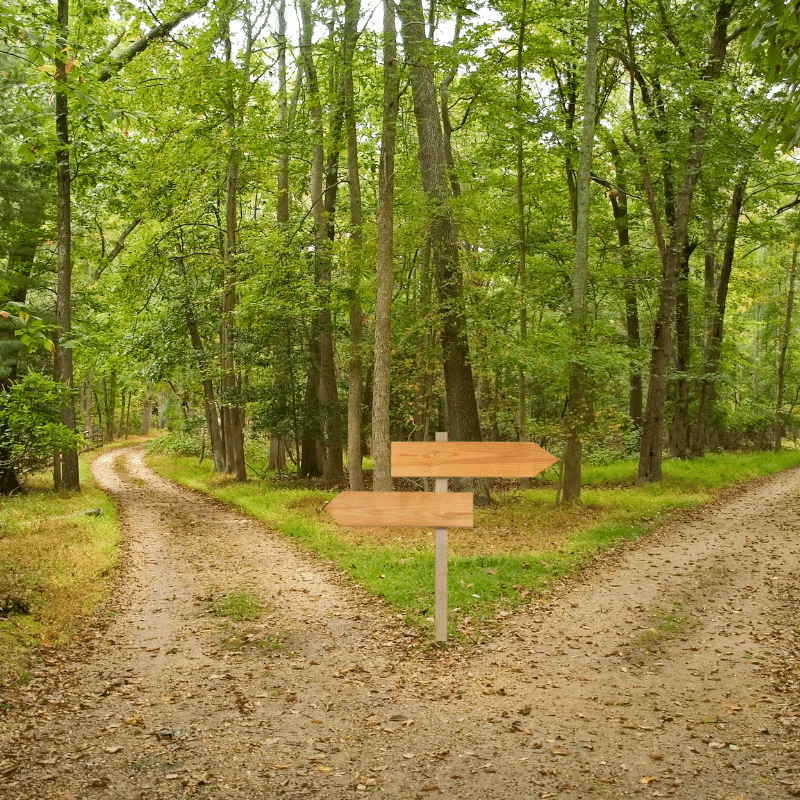 Two paths fork in the road. Which will you choose?