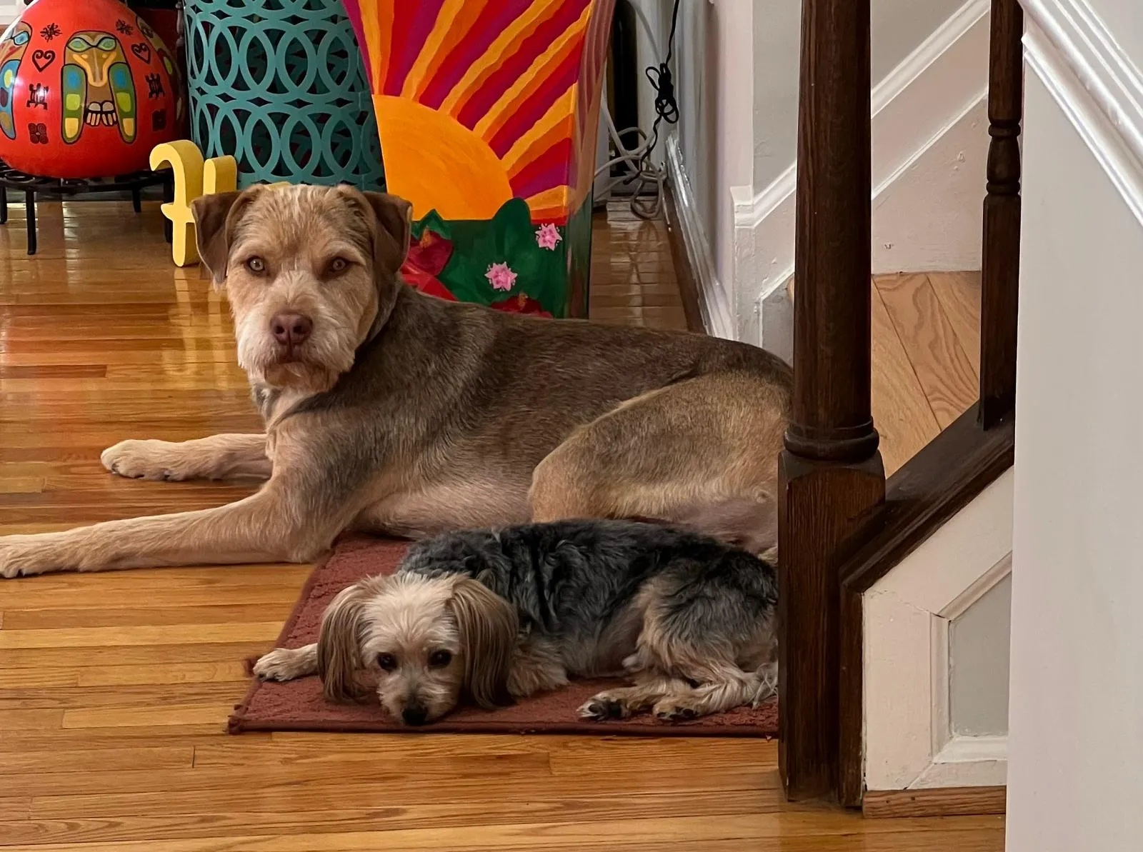 Jordan and duke - Santa's two dog helpers